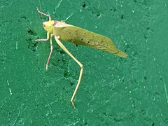 Stilpnochlora thoracica