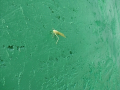 Stilpnochlora thoracica