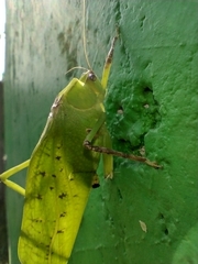 Stilpnochlora thoracica