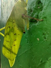 Stilpnochlora thoracica