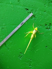 Stilpnochlora thoracica