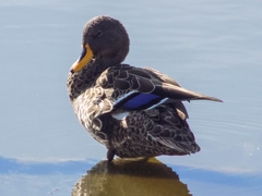 Anas undulata undulata