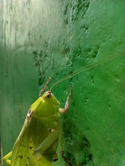 Stilpnochlora thoracica