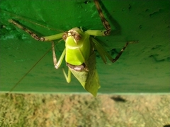 Stilpnochlora thoracica