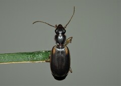 Cymindis humeralis