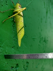 Stilpnochlora thoracica
