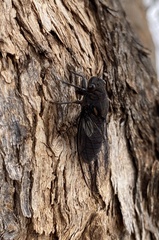 Auscala flammea