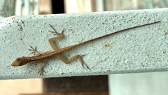 Anolis limifrons