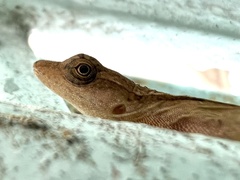 Anolis limifrons