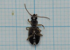 Cymindis humeralis