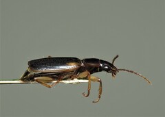 Cymindis humeralis