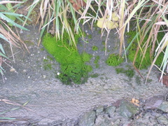 Eucladium verticillatum