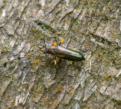 Strongylium flavicrus