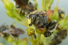 Macropis europaea