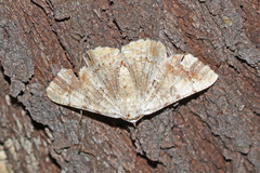 Aeolochroma quadrilinea