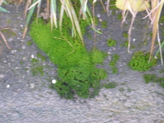 Eucladium verticillatum