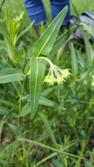 Asclepias meadii