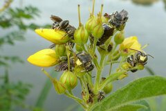 Macropis europaea