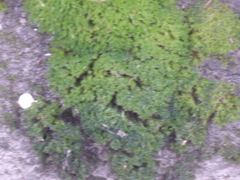 Eucladium verticillatum