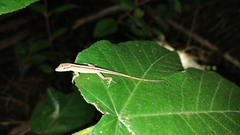 Anolis sericeus