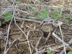 Hyla meridionalis