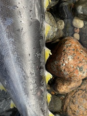 Thunnus