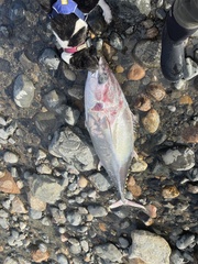 Thunnus