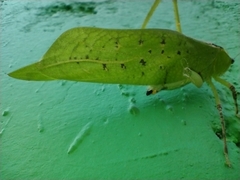 Stilpnochlora thoracica