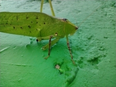 Stilpnochlora thoracica