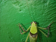 Stilpnochlora thoracica