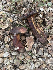 Suillellus amygdalinus