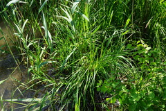Carex buekii