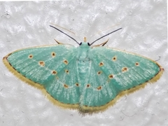 Comostolopsis stillata