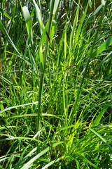 Carex buekii
