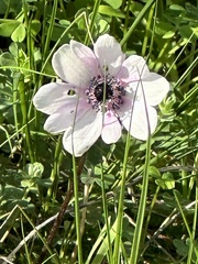 Anemone