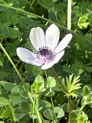 Anemone