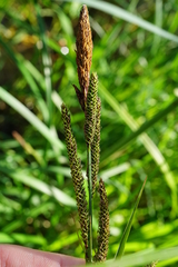 Carex buekii