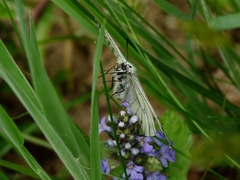 Parnassius mnemosyne