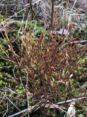 Hypericum gentianoides
