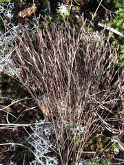 Hypericum gentianoides