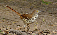 Toxostoma longirostre