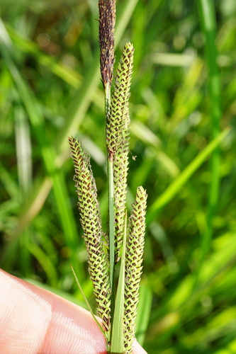 Image of Carex buekii by (c) Patrick Hacker, some rights reserved (CC BY)