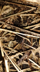 Eleutherodactylus leprus