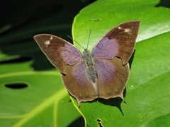 Memphis moruus