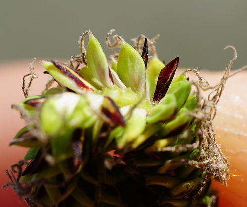 Image of Carex buekii by (c) Patrick Hacker, some rights reserved (CC BY)