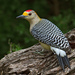 Golden-fronted Woodpecker - Photo (c) Ad Konings, some rights reserved (CC BY-NC), uploaded by Ad Konings