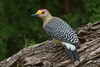 Golden-fronted Woodpecker - Photo (c) Ad Konings, some rights reserved (CC BY-NC), uploaded by Ad Konings