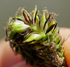Carex buekii