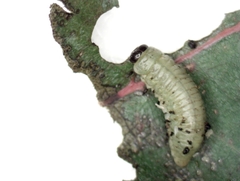 Paropsisterna m-fuscum