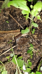 Hypopachus variolosus